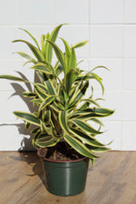 Load image into Gallery viewer, Dracena Song of India
